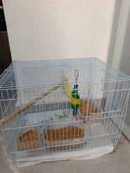 תוכי קטן צהוב כולל כלוב