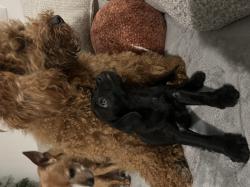 גורה פודל פינצ׳ר קטנה וחכמה