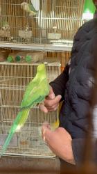 דררה אכלת יד מקסים