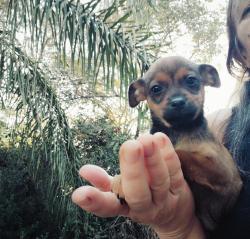 פינצר הכי ננסי יפייפה עדין