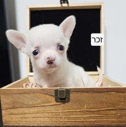 גורי ציוואווה יפייפים קטנים מיני