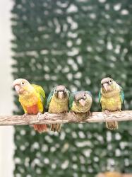 גרינציקים האכלות יד מתוקים