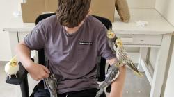 למכירה 3 גוזלי קוקטייל 350 לאחד