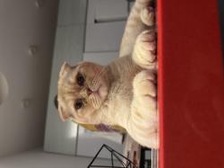 סקוטי פולד מהמם עם אופי