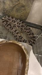 כרכן תירס נקבה אנרי הט