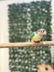 גרינציקים האכלות יד מתוקים