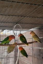 פישרים החל מ150 יש מוטציות