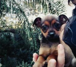 פינצר הכי ננסי יפייפה עדין