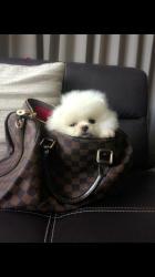 גורים פומרניין דובי לבנים גיל