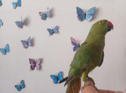 תוכי דררה האכלת יד לא נושך