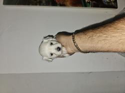 כלבים מלטז מכירה