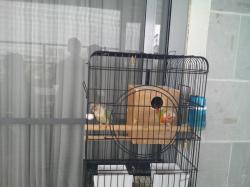 זוג תוכים יפים לפרטים חיגו 05