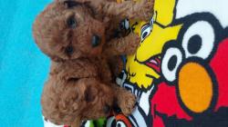 גןרי פודל בני חודשיים לאחר חיסון