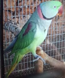 גוזל האכלת יד מושלם מתאים מאוד לילדים