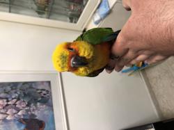 למכירה קונירים שמש האכלת יד