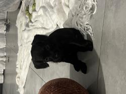 גורה פודל פינצ׳ר קטנה וחכמה