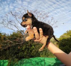 פינצ'ר ננסי, מאמי של גור,