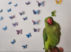 תוכי דררה האכלת יד לא נושך