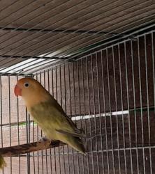 פישרים החל מ150 יש מוטציות