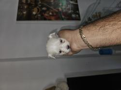 כלבים מלטז מכירה