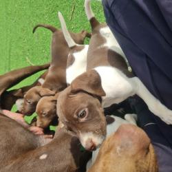 גורי פוינטר גזעיים יפים מאודכלב