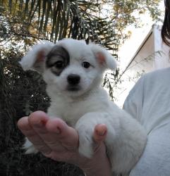 שועלי ננסי, מאמי של גורים,