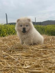 גורי צאו מהממים לאחר