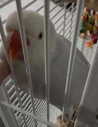 דררה מקולקלת האכלת יד