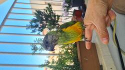 תוכי סנגל אפריקאיהאכלת יד