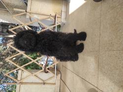 פודל ענק קינג רויאל חמודה