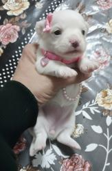 גורות ציוואוואה מיני ננסי קטנות