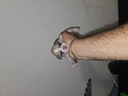 כלבים צ'יוואווה מכירה