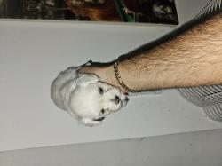 כלבים מלטז מכירה