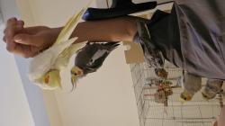 למכירה 3 גוזלי קוקטייל 350 לאחד