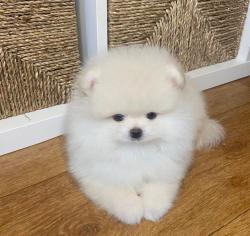 גורים פומרניין דובי לבנים גיל