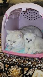 גורה סקוטית מקסימה ויפיפייה עם