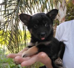 רועה בלגית, הכי טובה בעולם,