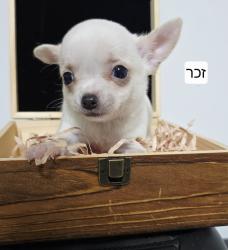 גורי ציוואווה יפייפים קטנים מיני