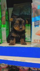 שני זכרים,גורי יורקשיר גזעי בני