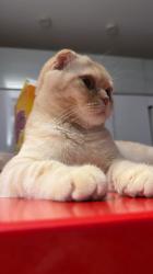 סקוטי פולד מהמם עם אופי