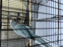 דררה כחולה מדברת למכירה