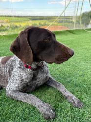 פוינטר גרמני, נקבה גזעית מדהימה