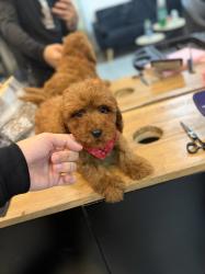 גורי פודל טוי מושלמים מחפשים