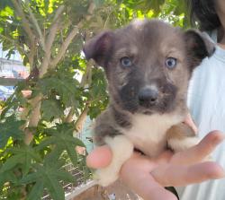 רועה אוסטרלית, הכע טובה בעולם,