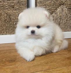 גורים פומרניין דובי לבנים גיל