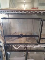 למכירה טרריום של אקזוטרה (החברה