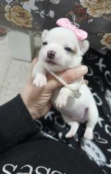 גורות ציוואוואה מיני ננסי קטנות