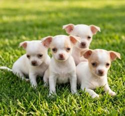 גורי ציוואווה ננסיים קטנים קומפקטים