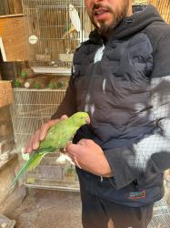 דררה אכלת יד מקסים