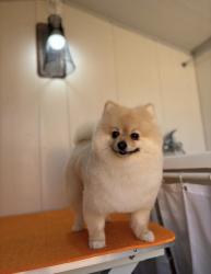 לאקיי שלנו הכלב הכי מושלם